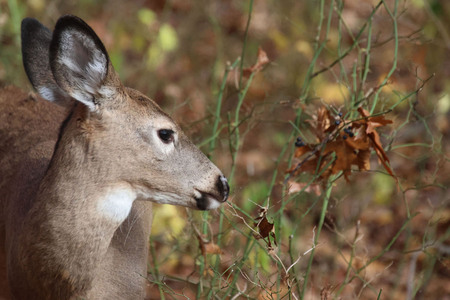 Entry image for White-tailed Deer. Clicking this image will show a larger photo