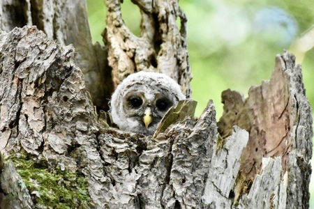 Entry image for Baby Barred. Clicking this image will show a larger photo