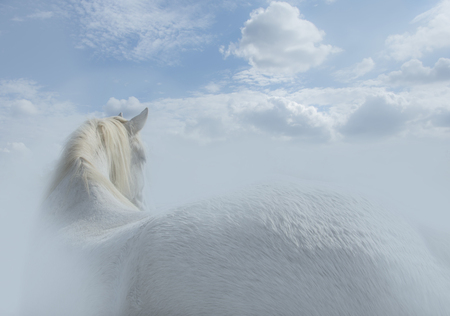 Entry image for Waiting at the Rainbow Bridge. Clicking this image will show a larger photo