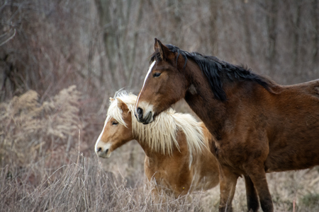 Entry image for Whispers in the Grass. Clicking this image will show a larger photo