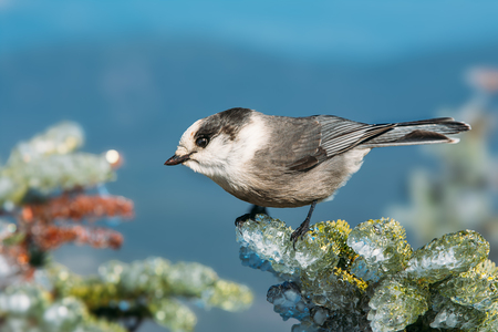 Entry image for King of Mt. Bond. Clicking this image will show a larger photo