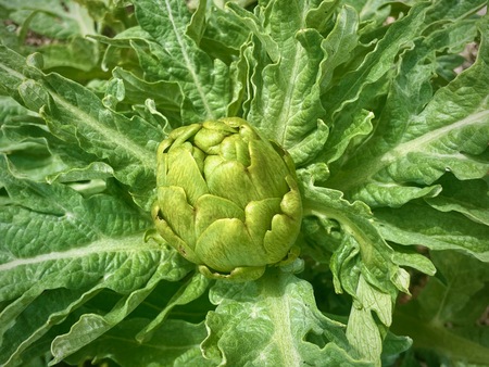 Artichoke