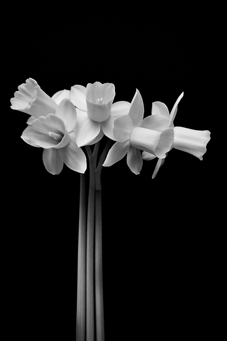 Entry image for Genus Narcissus. Clicking this image will show a larger photo
