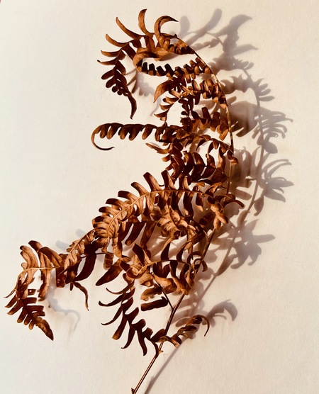 Entry image for Portrait of an Aging Fern. Clicking this image will show a larger photo