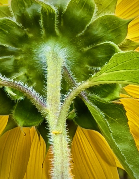 Entry image for Abstracted. Clicking this image will show a larger photo