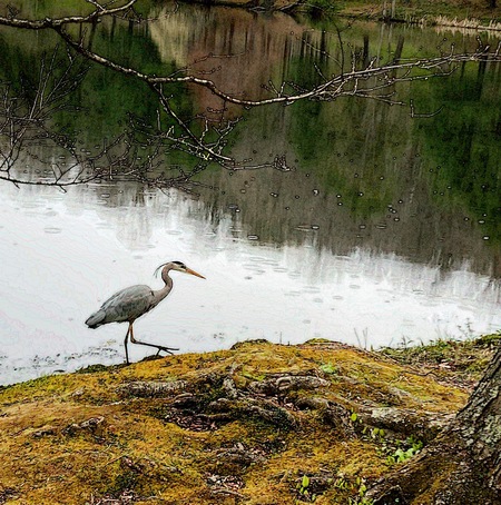 Entry image for The Mayor. Clicking this image will show a larger photo