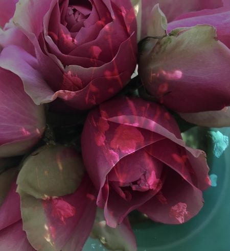 Entry image for Roses on a Turquoise Plate. Clicking this image will show a larger photo