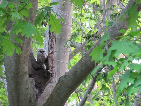 Entry image for An owl in the wild through the lens of a 10 year old. Clicking this image will show a larger photo
