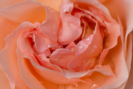 Entry image for Rose is a rose is a rose. Clicking this image will show a larger photo