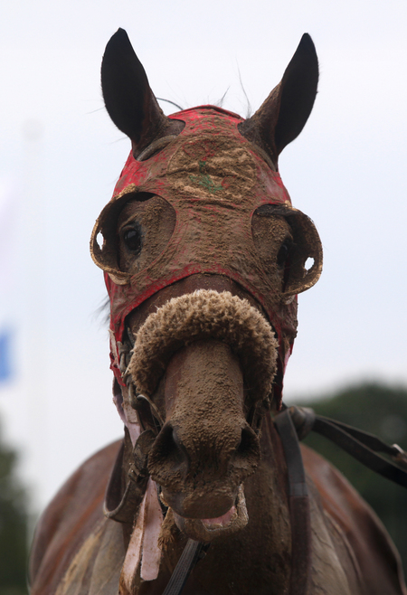 Entry image for Blinkers. Clicking this image will show a larger photo