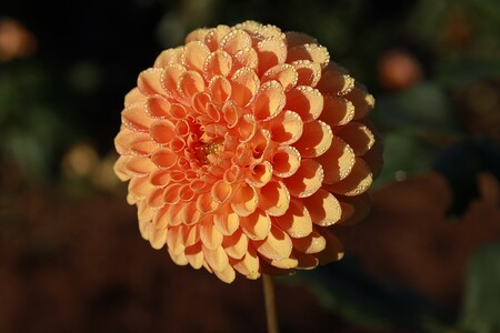 Entry image for Lady Dahlia . Clicking this image will show a larger photo