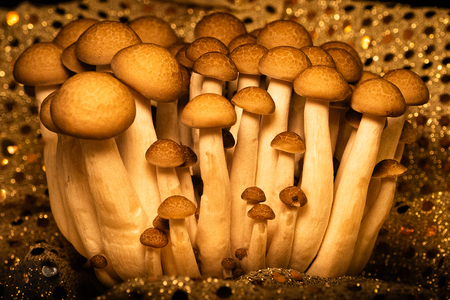 Entry image for Mushroom Forest. Clicking this image will show a larger photo