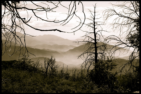 Entry image for Burnt Forest. Clicking this image will show a larger photo