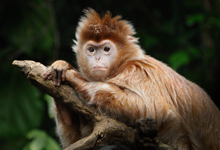 Entry image for Monkey. Clicking this image will show a larger photo