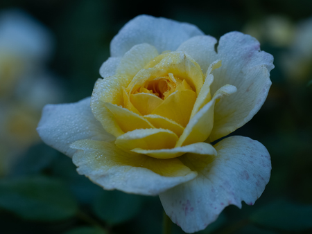 Entry image for Morning Magic. Clicking this image will show a larger photo