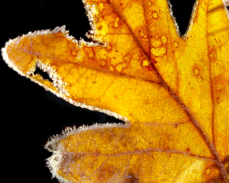 Entry image for Autumn Leaf. Clicking this image will show a larger photo