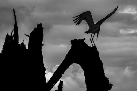 I want to Fly Away