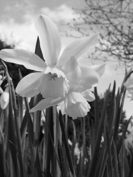 April Blossoms