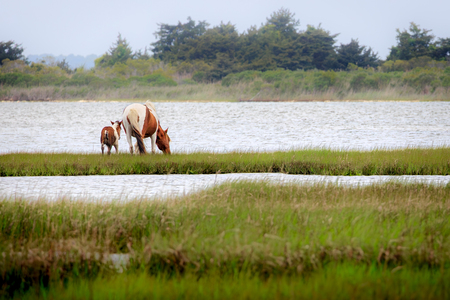 Assateague Island Wild Horses