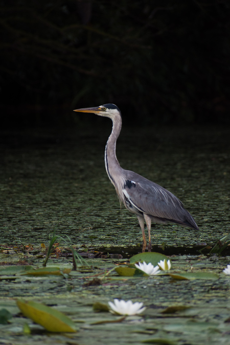 Resting Grey Heron