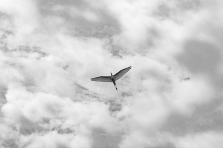 Flight