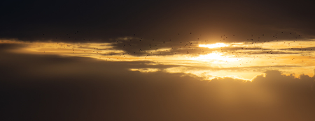 Sunset Flight