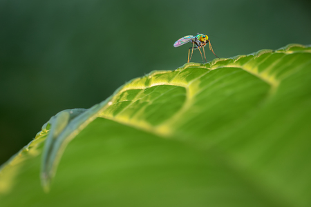 Bug On A Leaf