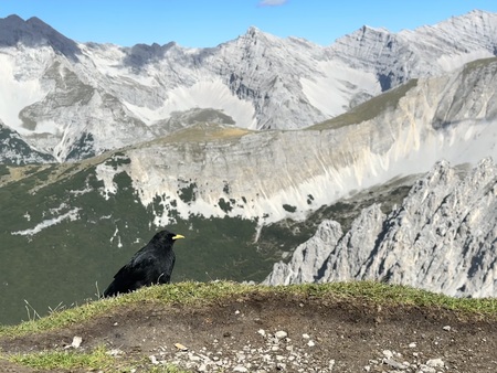 Alpine Chough