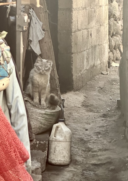 Curious  Alley Cat 