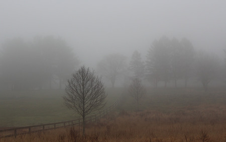 Foggy Tree