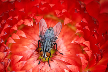 Fly On Strawflower 