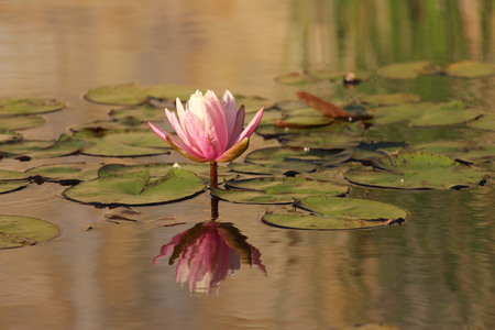 Flower in Reflecting Pool