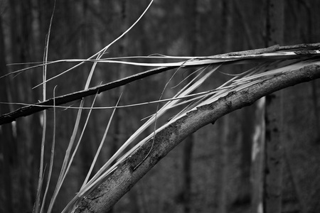 Splintered Tree Trunk