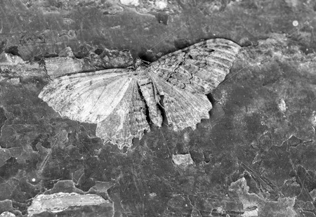 Moth On Chipped Paint