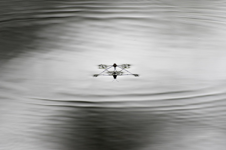 Water Strider 