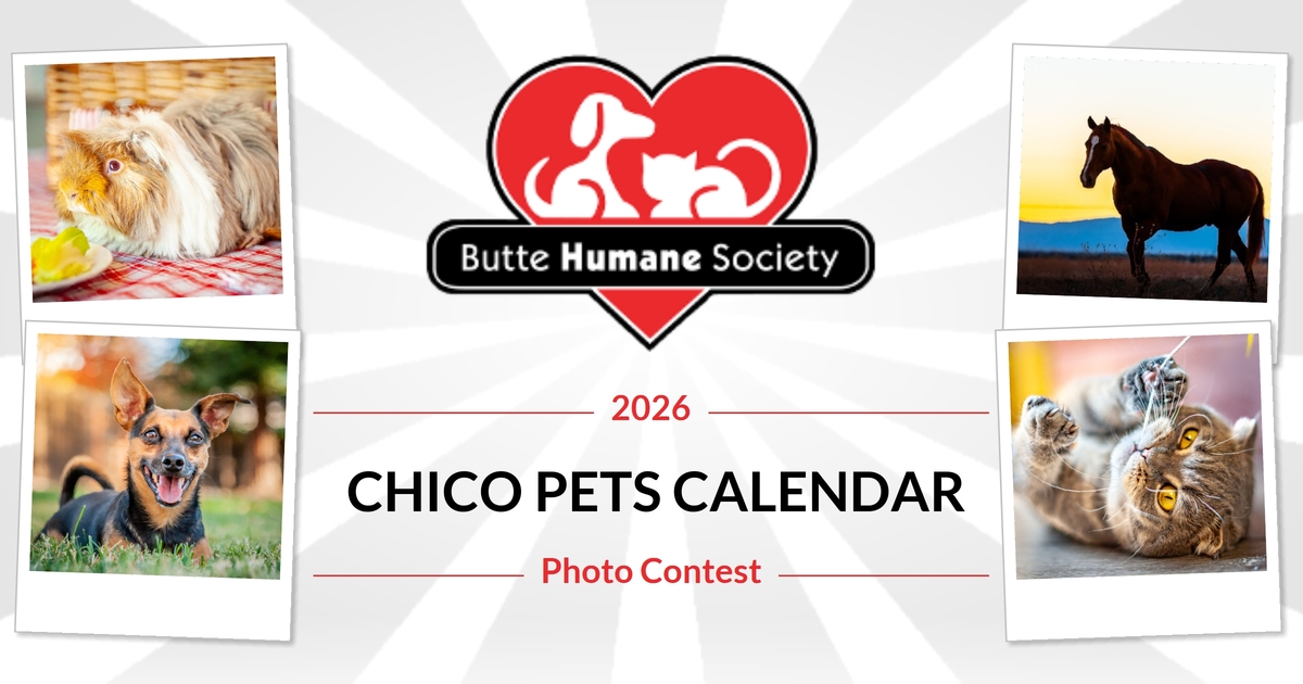 Homepage Butte Humane Society 2026 BHS Chico Pets Calendar Photo