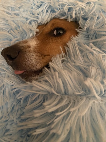Frankie