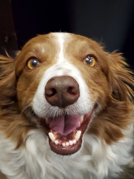 Bailey