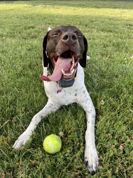 Dixie