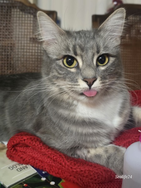 Minnie
