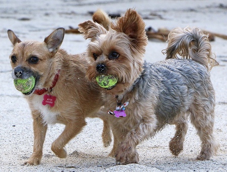 Mary Poppins adopted from Sedr  (jack/chi) and Chloe