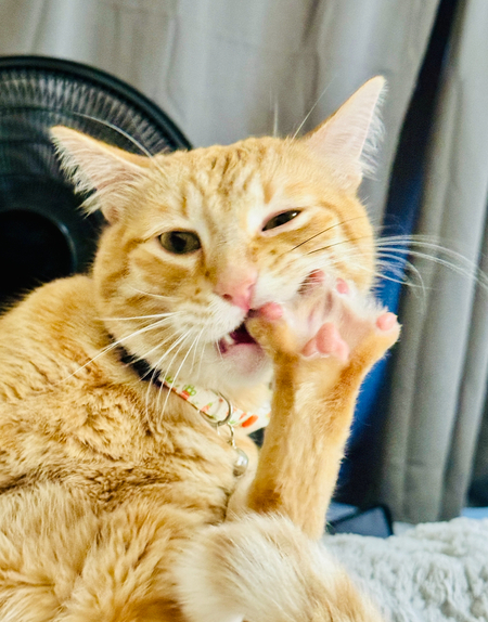Frito