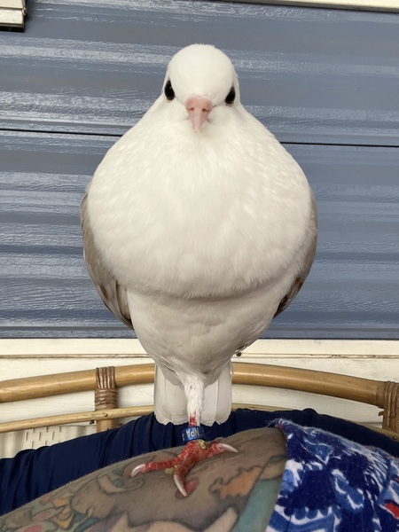 Cora