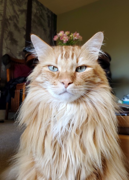 Chico 