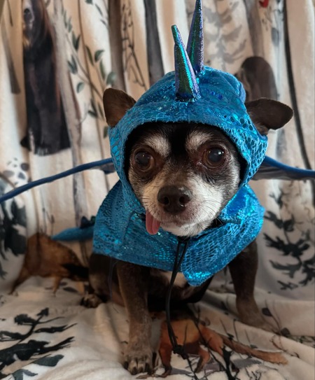 Cocoa