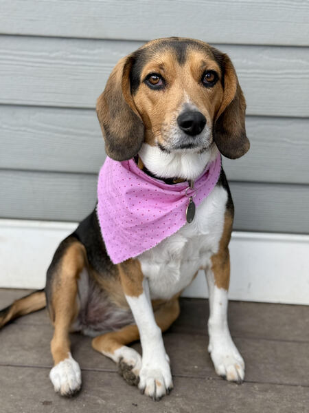 Hazel