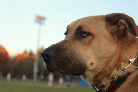 Bosco