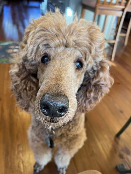 Oscar