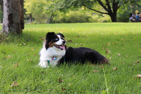 Nova