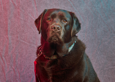 Rosie